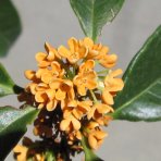 Osmant voňavý (Osmanthus fragrans) - výška 70-90 cm, kont.C10L
